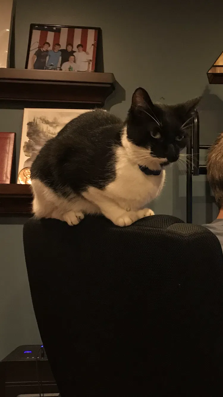 Lost cat in Villa Park, IL, 60181