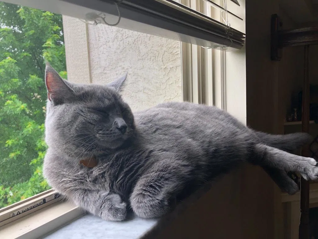 Lost cat in Dublin, OH, 43016