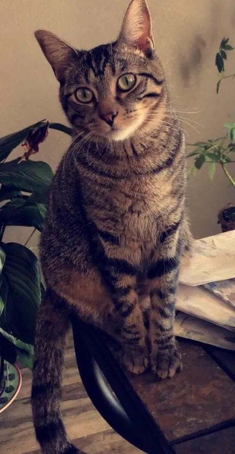 Lost cat in Bixby, OK, 74008