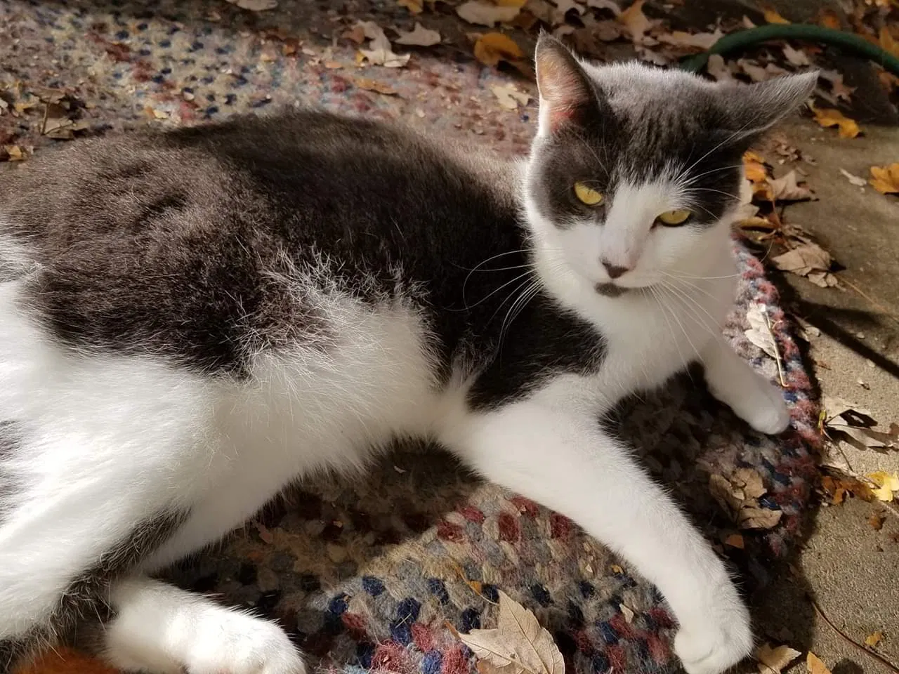 Lost cat in Junction City, OR, 97448