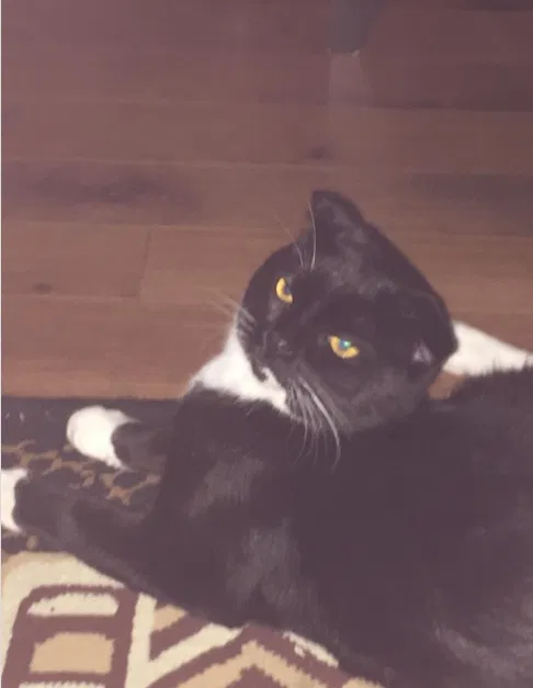 Lost cat in Unknown, WY, 0