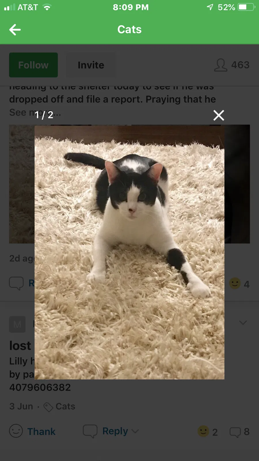 Lost cat in Longwood, FL, 32779