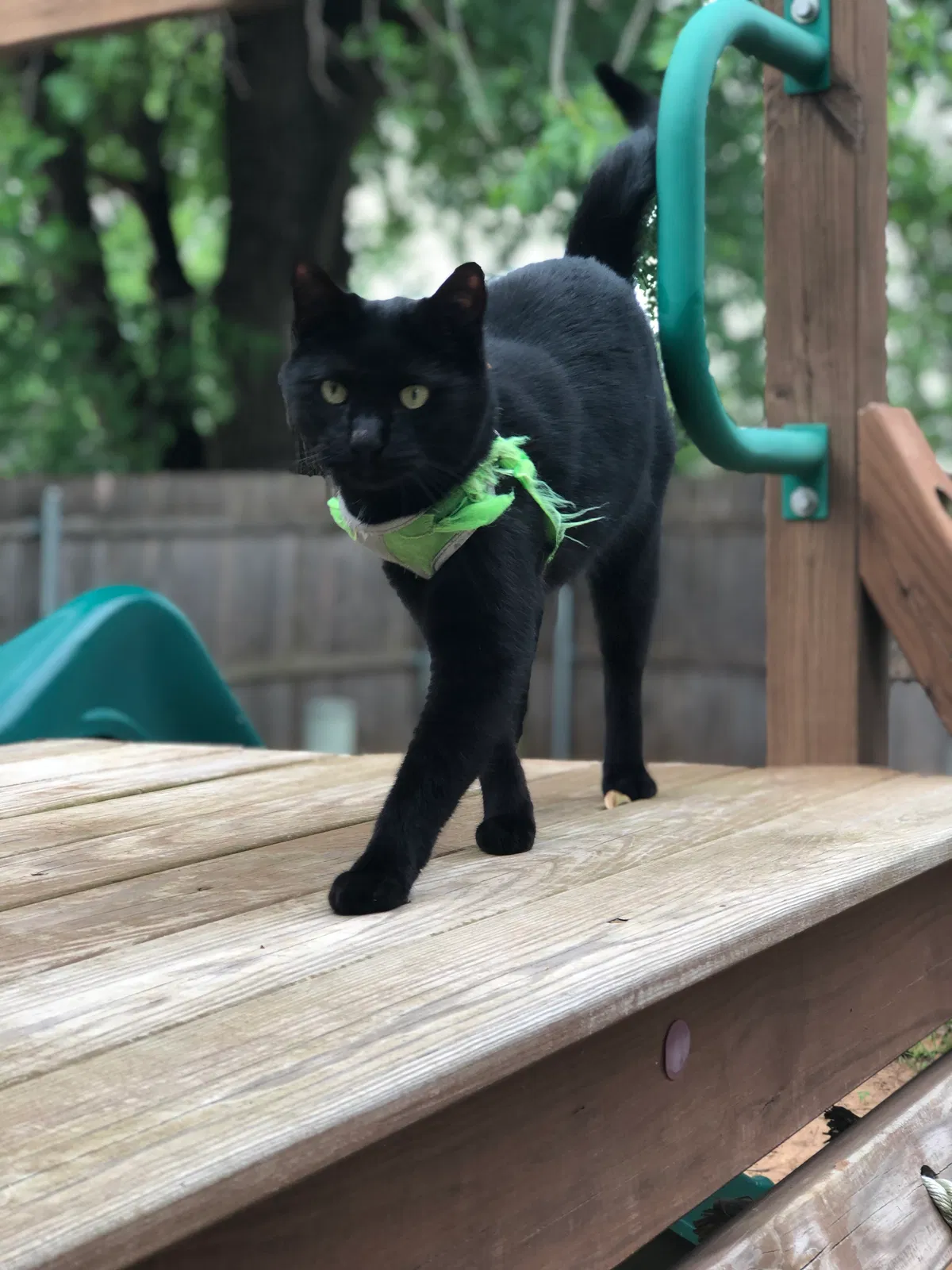 Lost cat in Yukon, OK, 73099