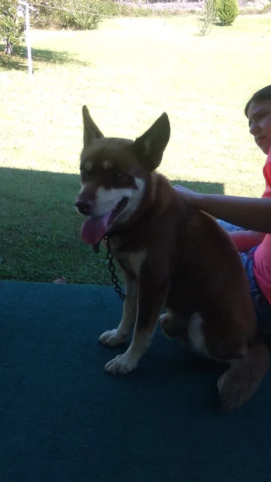 Lost dog in Caryville, TN, 37714