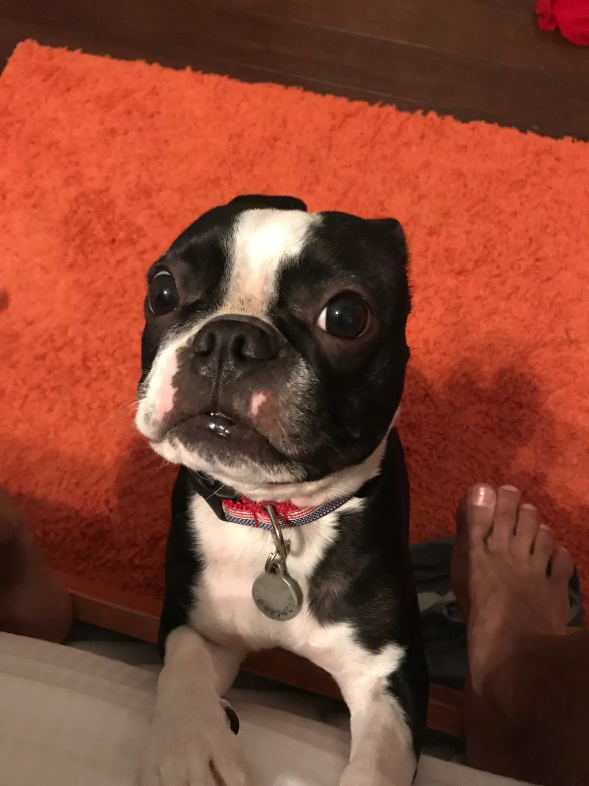 Lost dog in Harrah, OK, 73045