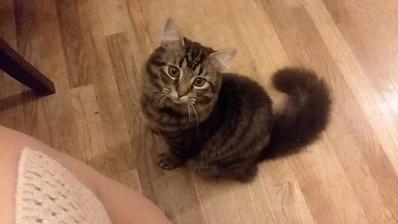 Lost cat in Union Grove, WI, 53182