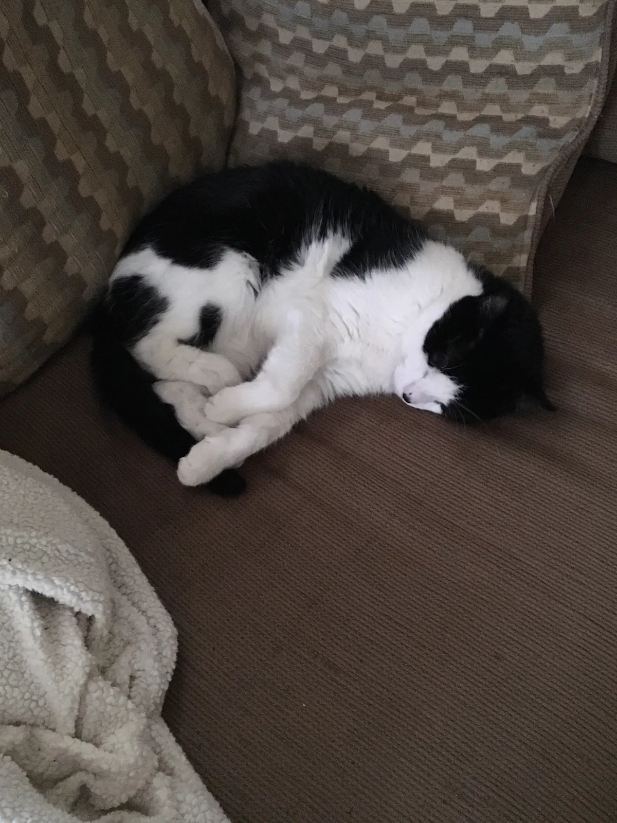 Lost cat in Scranton, PA, 18509