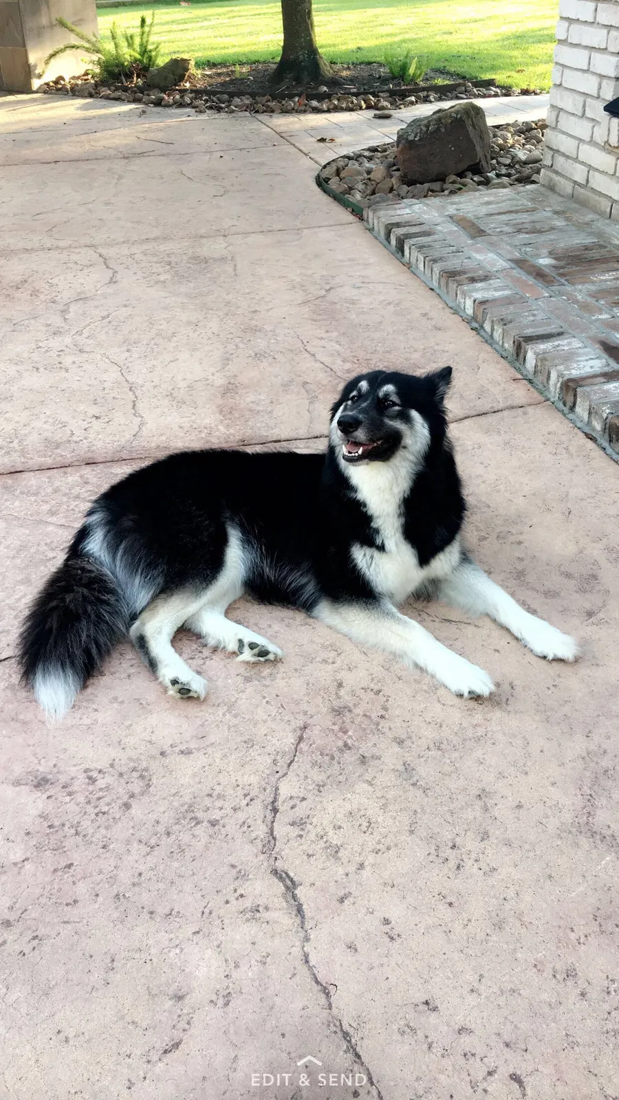 Lost dog in Fort Worth, TX, 76179