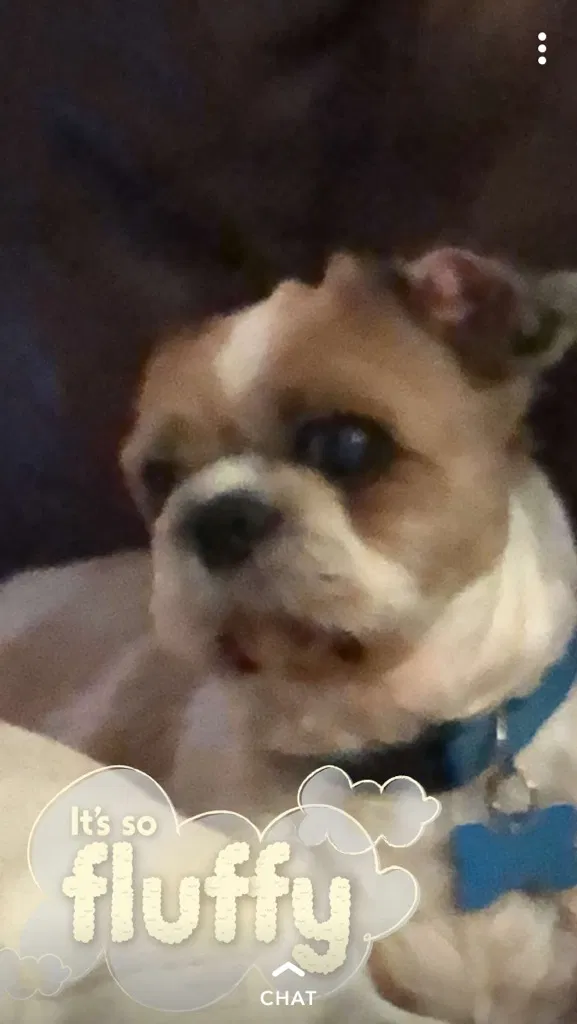 Lost dog in Goose Creek, SC, 29445