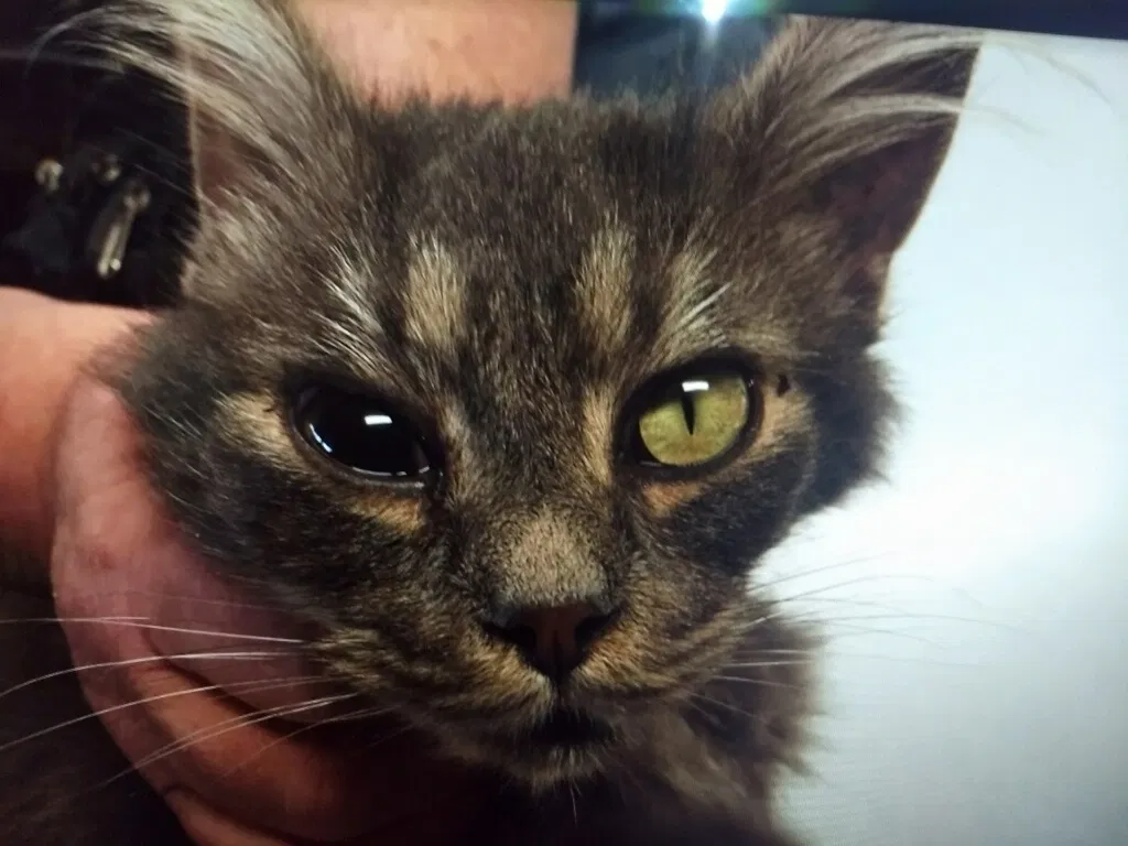 Lost cat in Spokane, WA, 99201