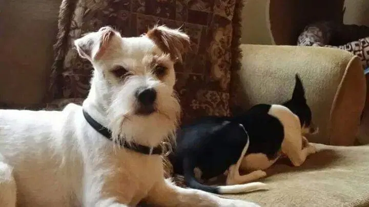 Lost dog in Grove City, OH, 43123