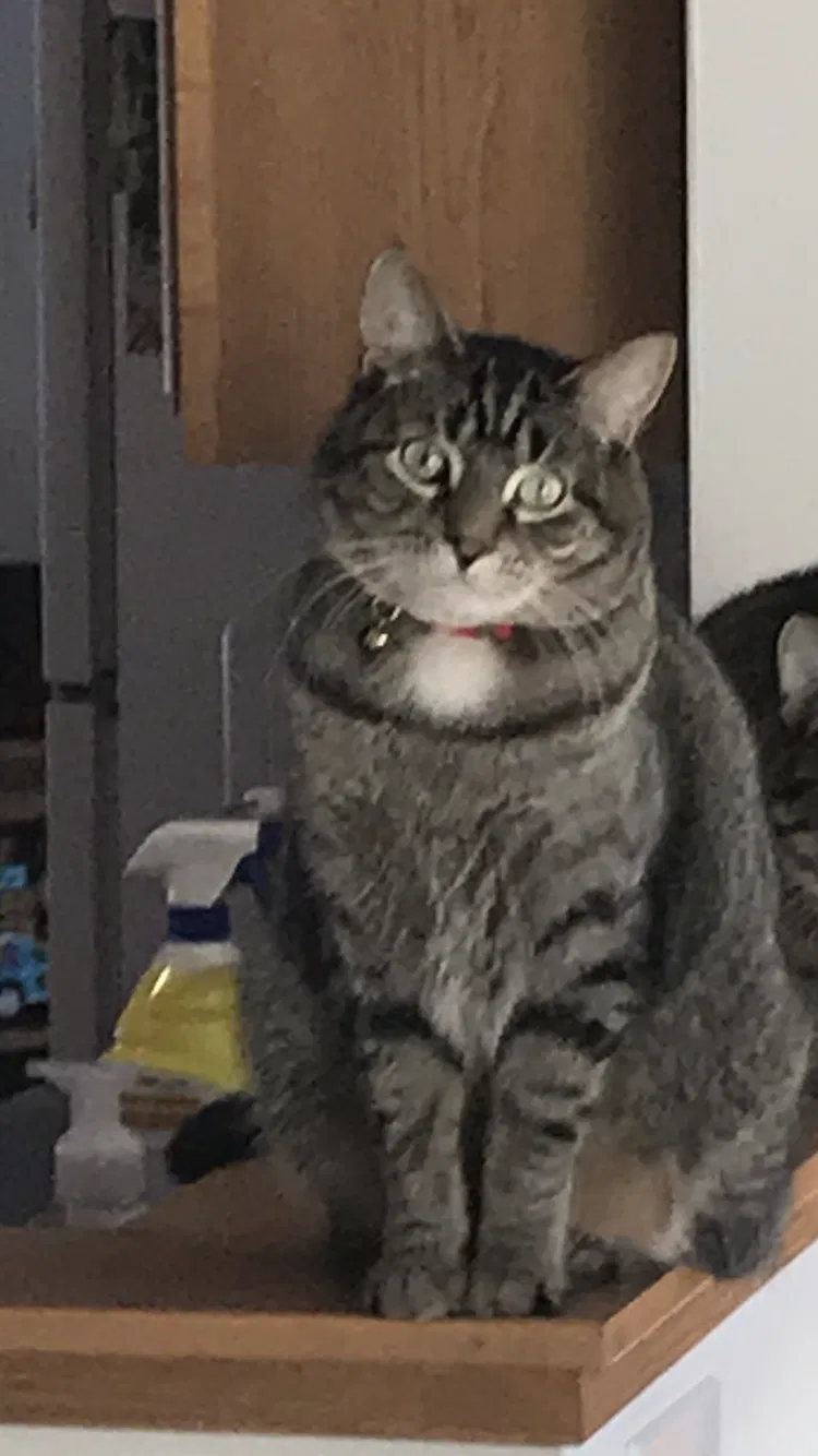 Lost cat in Waupaca, WI, 54981