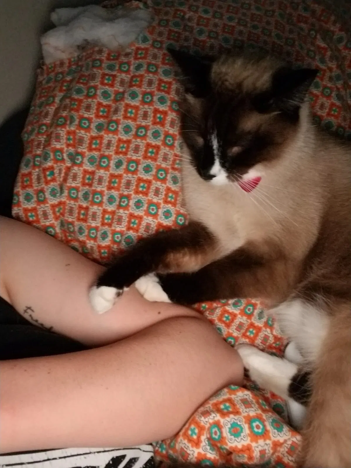 Lost cat in De Pere, WI, 54115