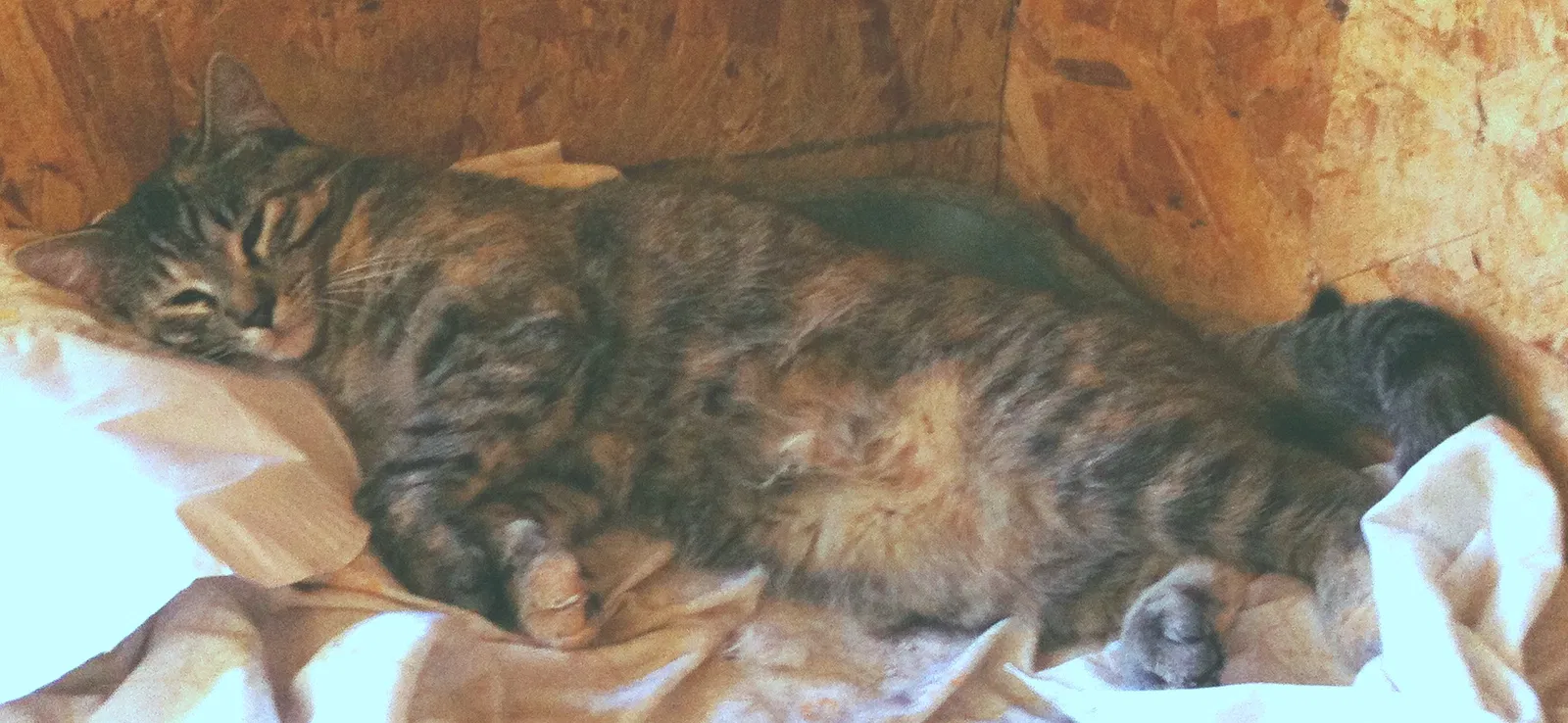 Lost cat in Trenton, UT, 84338