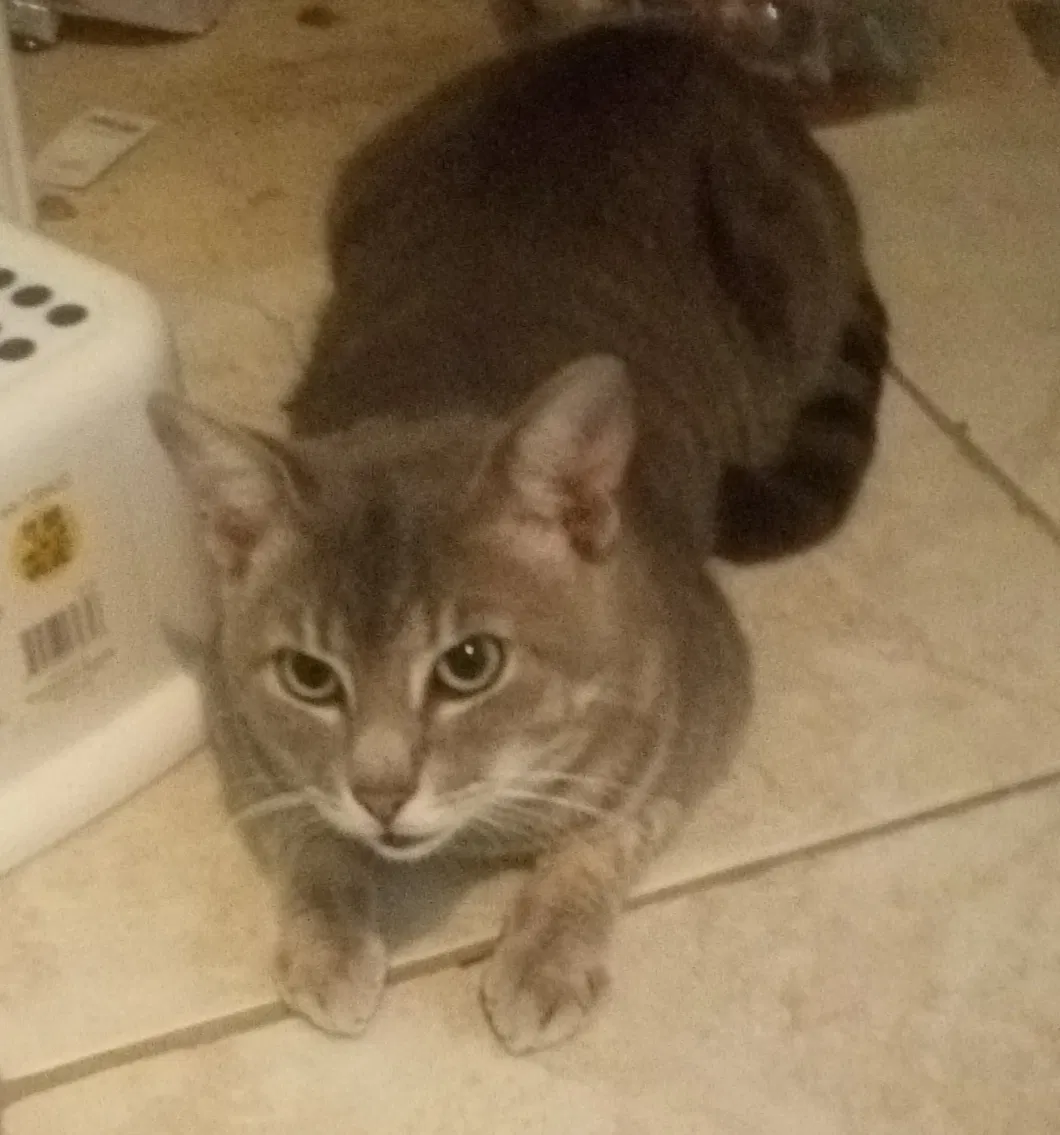 Lost cat in Pasadena, TX, 77505
