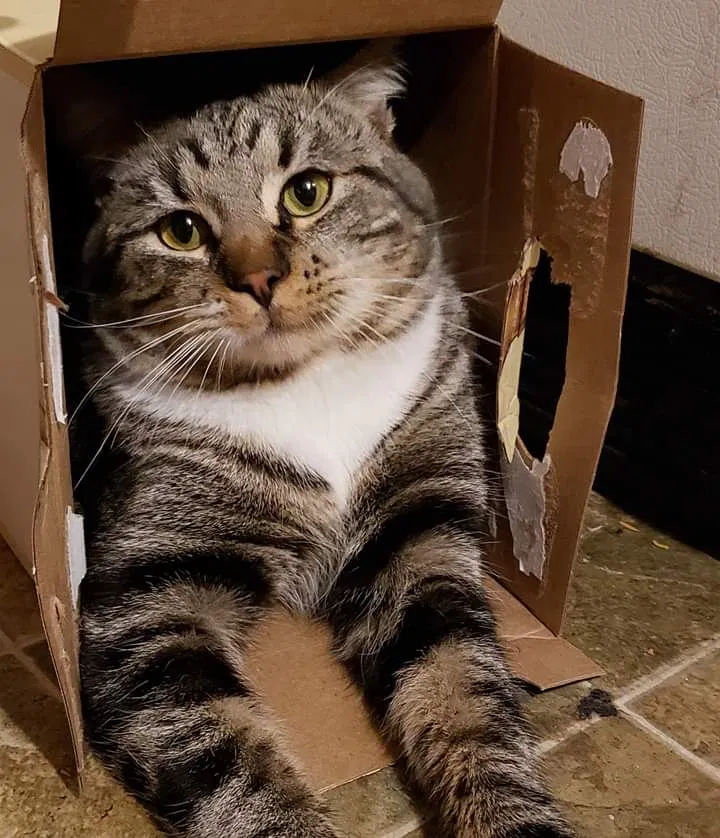 Lost cat in Walla Walla, WA, 99362