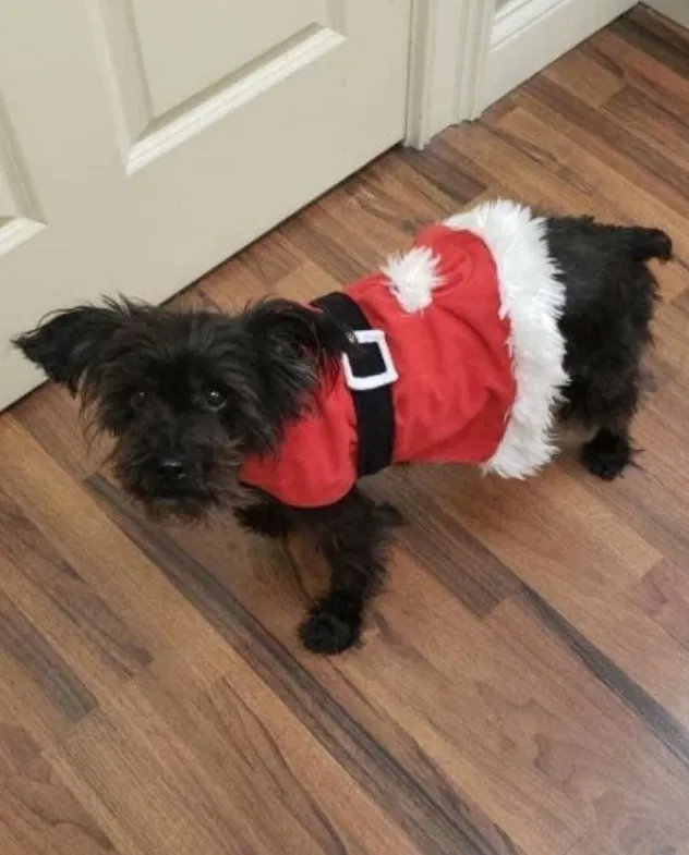 Lost dog in Washington, DC, 20002