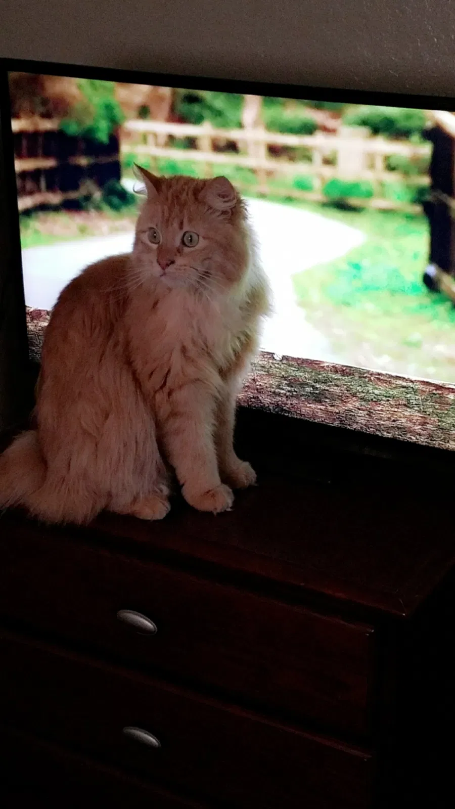 Lost cat in Gilbert, AZ, 85298