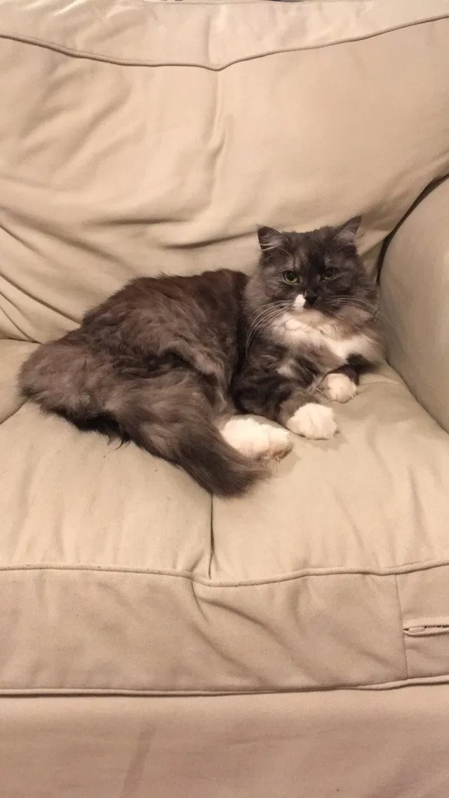 Lost cat in Philadelphia, PA, 19104