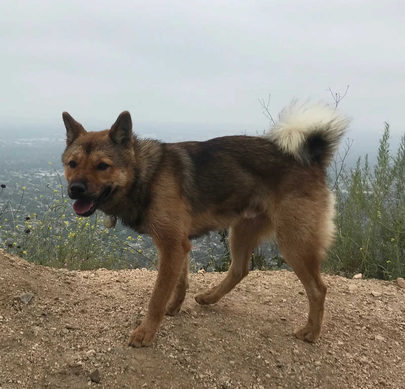 Lost dog in Los Angeles, CA, 90046