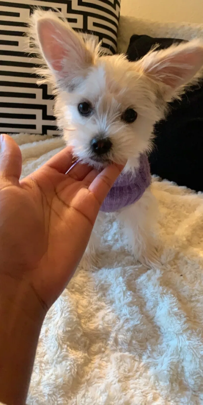 Lost dog in Columbus, OH, 43206