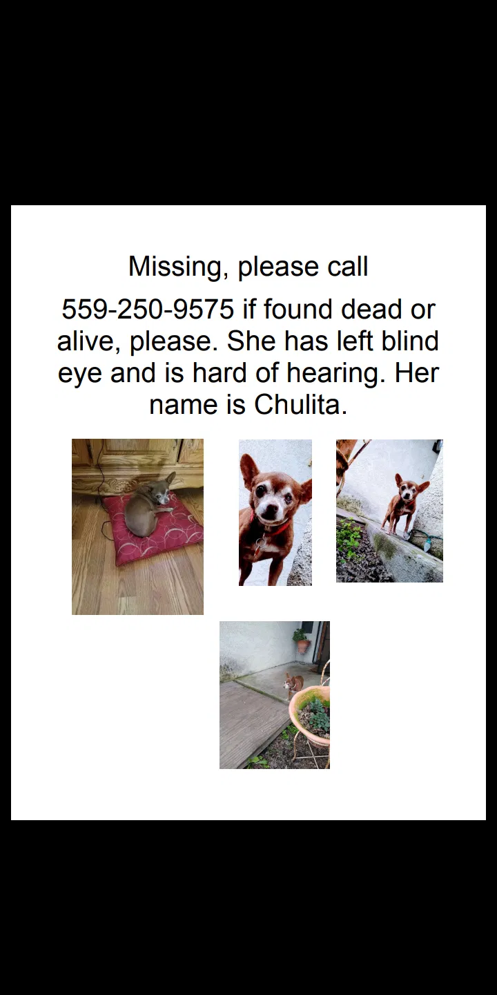 Lost dog in Selma, CA, 93662