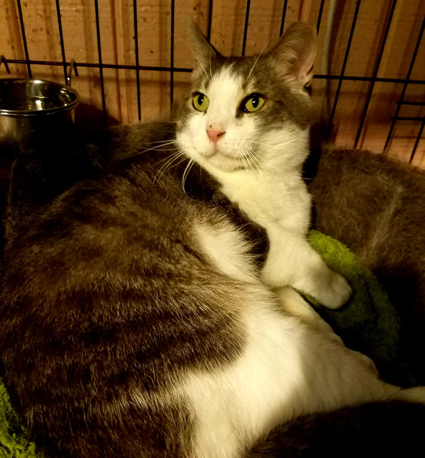 Lost cat in Port Chester, NY, 10573