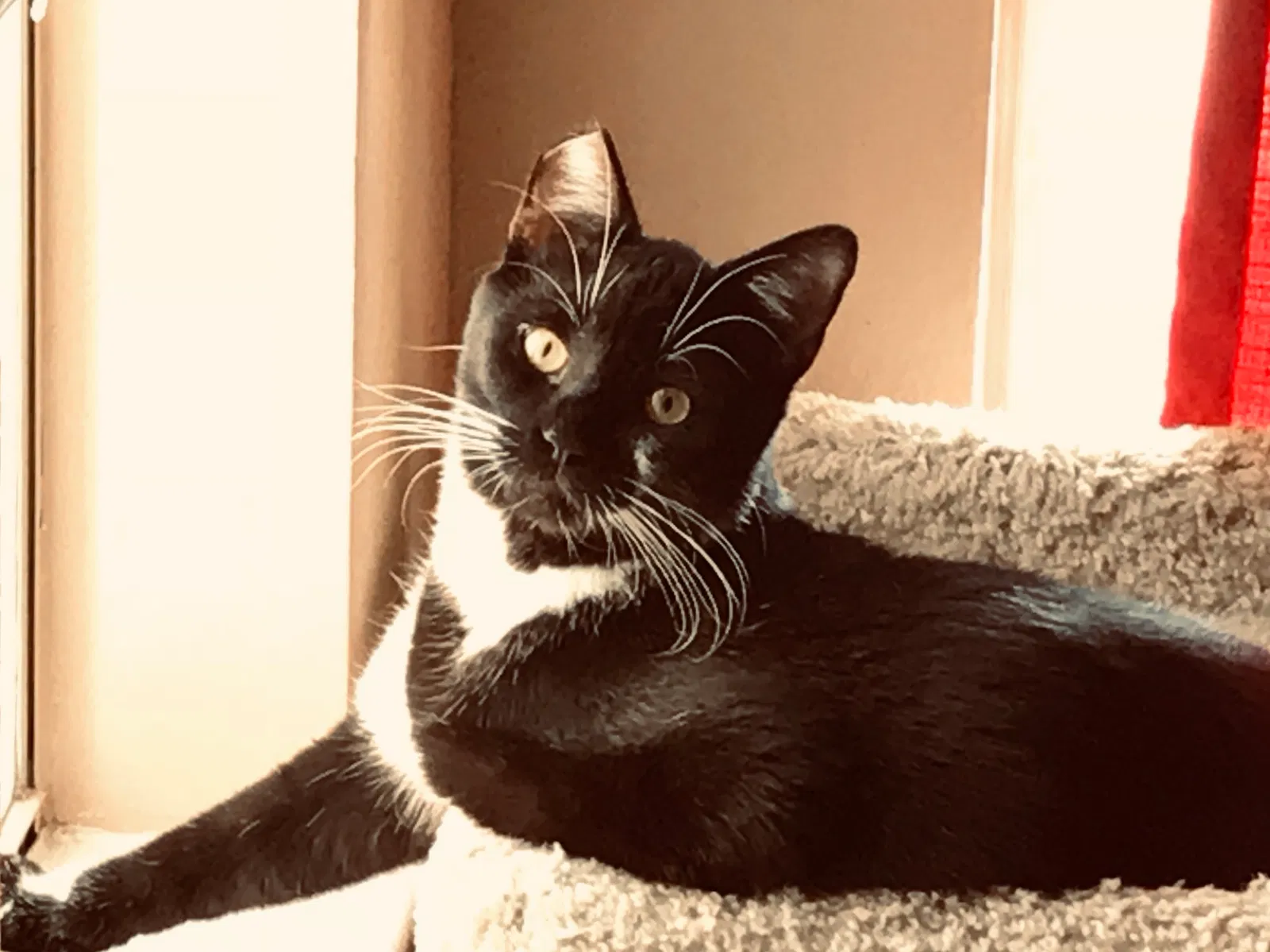 Lost cat in Orlando, FL, 32822