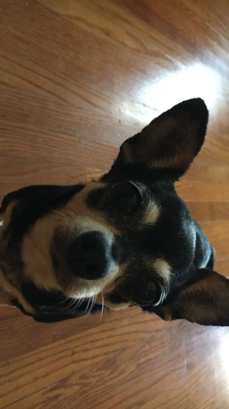 Lost dog in Gardena, CA, 90249
