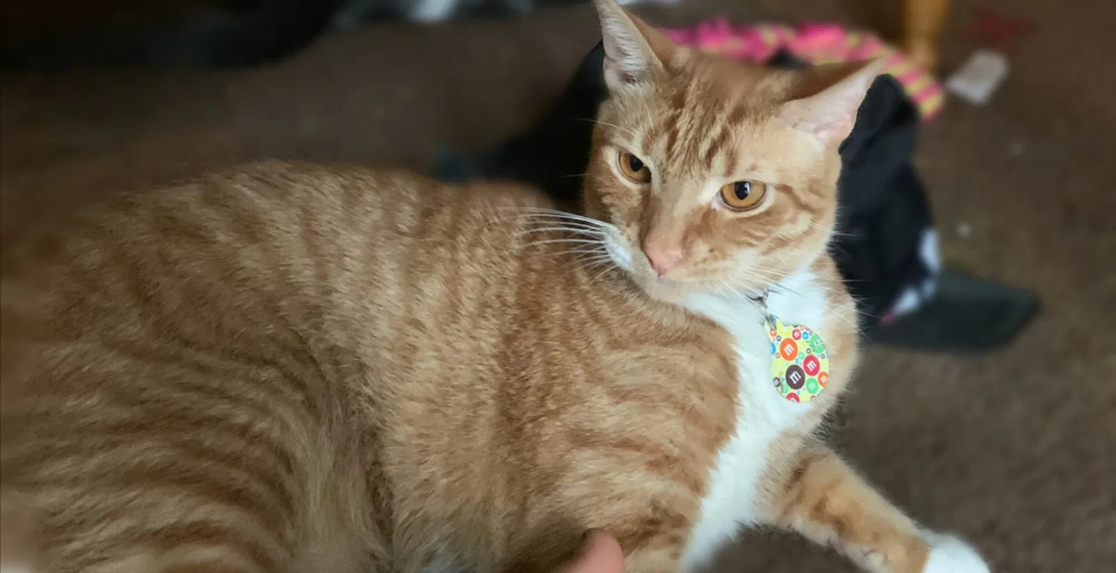 Lost cat in Lapeer, MI, 48446