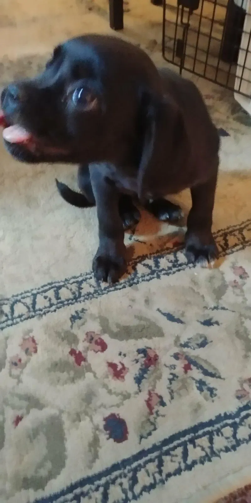 Lost dog in Carlisle, PA, 17013