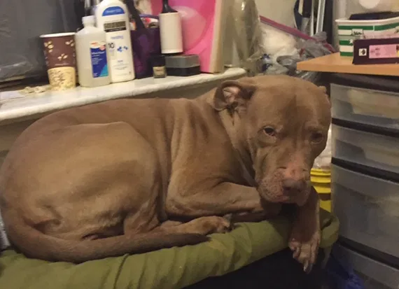 Lost dog in Bronx, NY, 10458