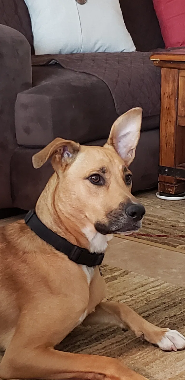 Lost dog in Surprise, AZ, 85388