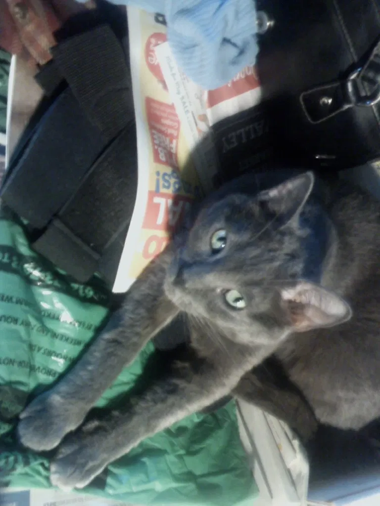 Lost cat in Farmington, MN, 55024