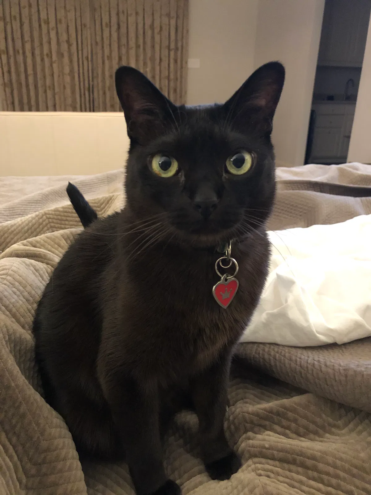 Lost cat in Dallas, TX, 75229