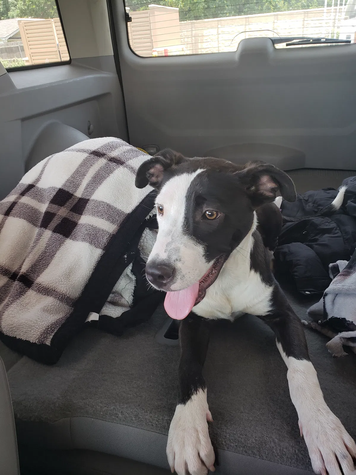 Found dog in Waco, TX, 76710