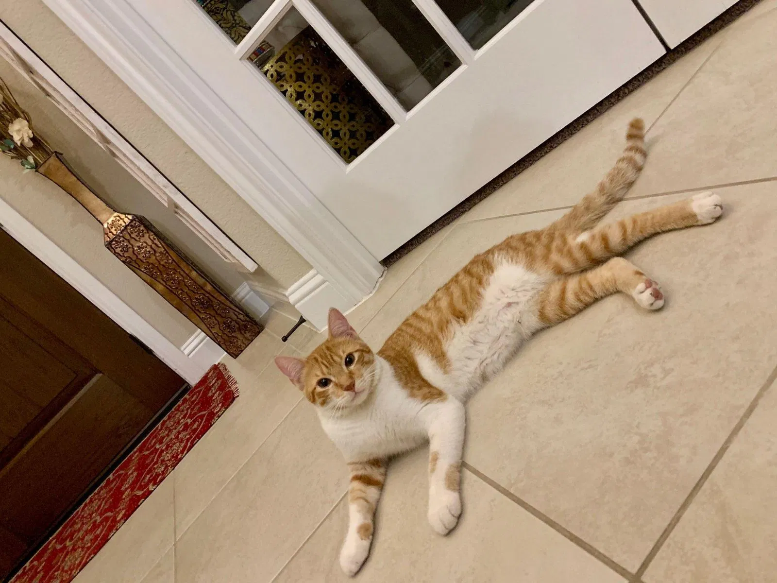 Lost cat in Red Oak, TX, 75154