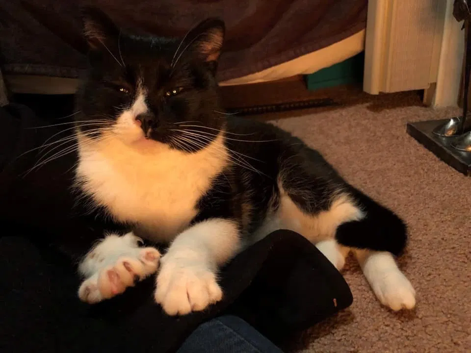 Lost cat in Lake Stevens, WA, 98258
