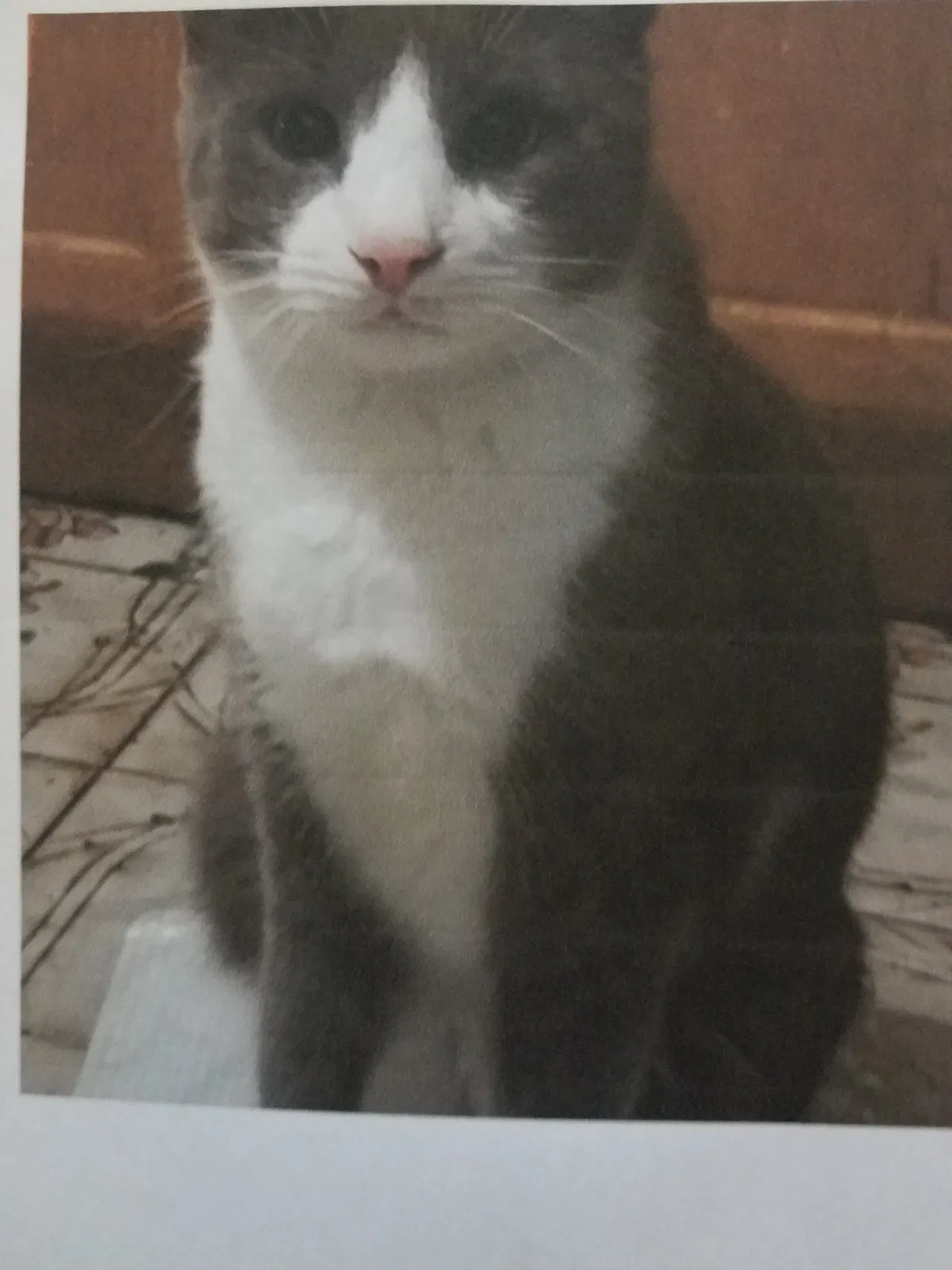 Lost cat in Brooklyn, NY, 11220