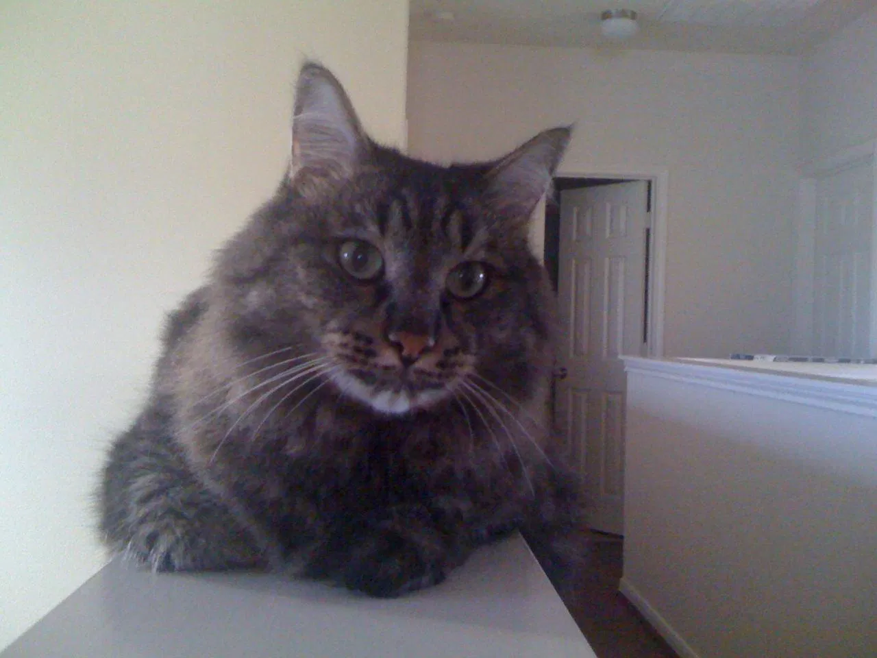 Lost cat in Katy, TX, 77494