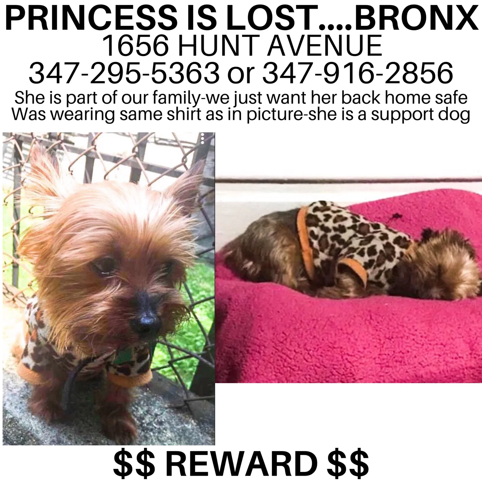 Lost dog in Bronx, NY, 10452