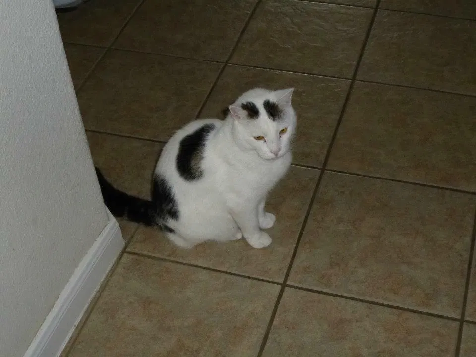 Lost cat in Katy, TX, 77494