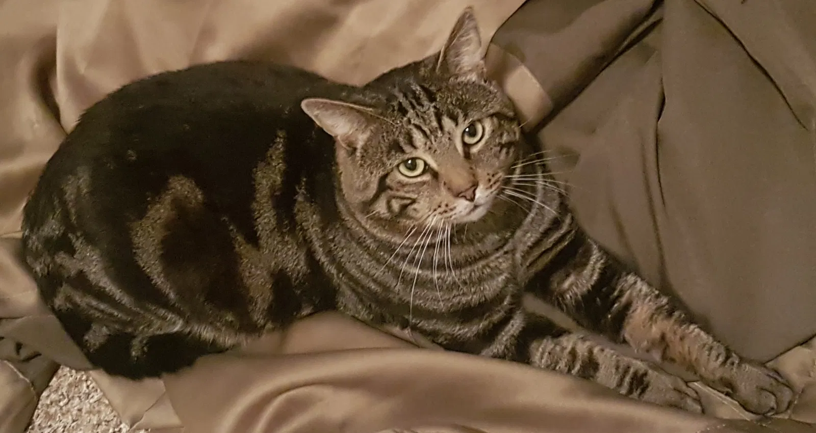 Lost cat in Richmond Hill, NY, 11418