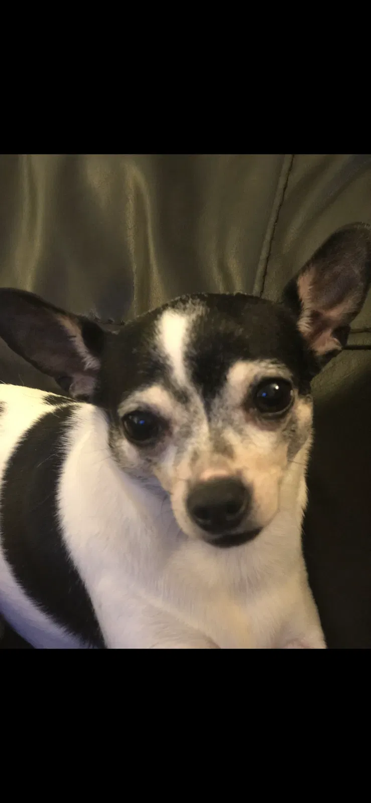 Lost dog in Wylie, TX, 75098