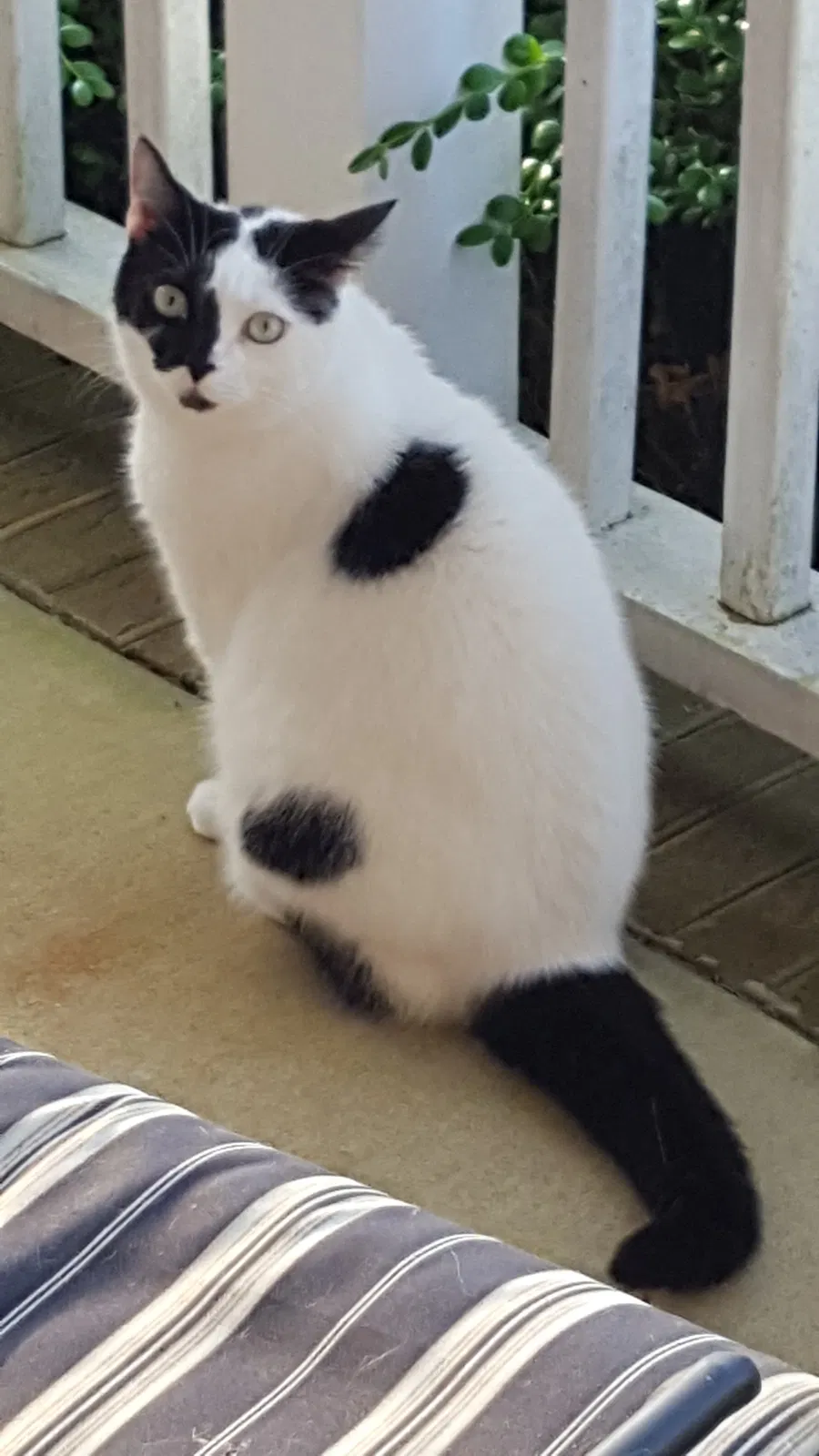 Lost cat in Hickory, NC, 28602
