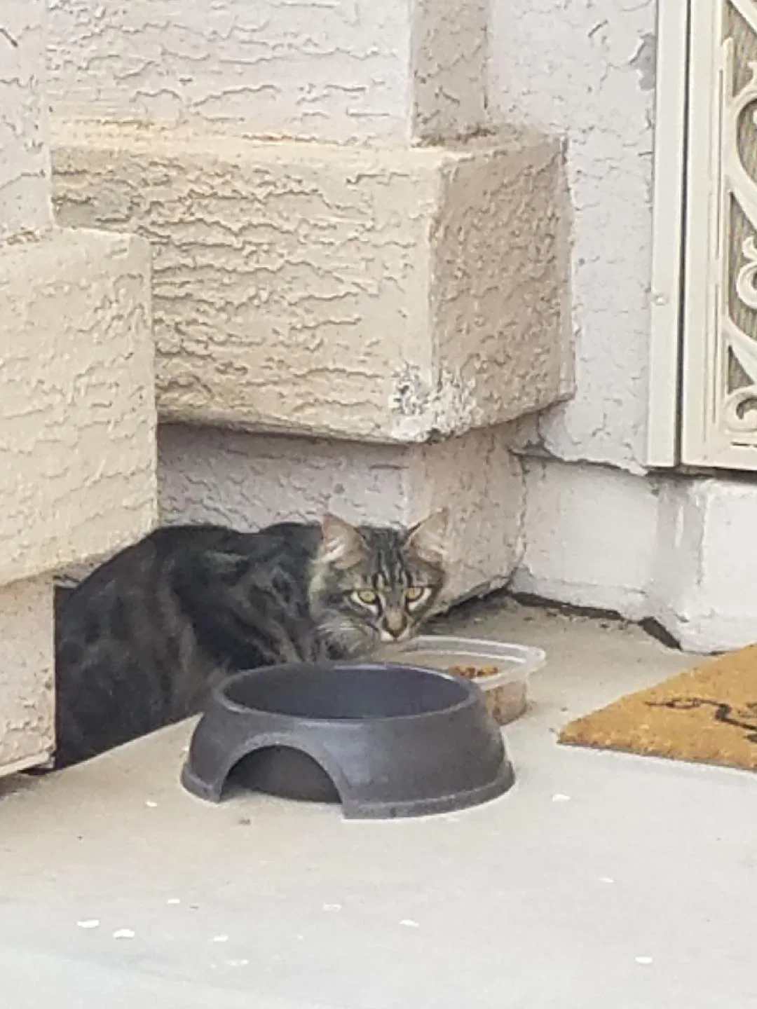 Found cat in Mesa, AZ, 85215