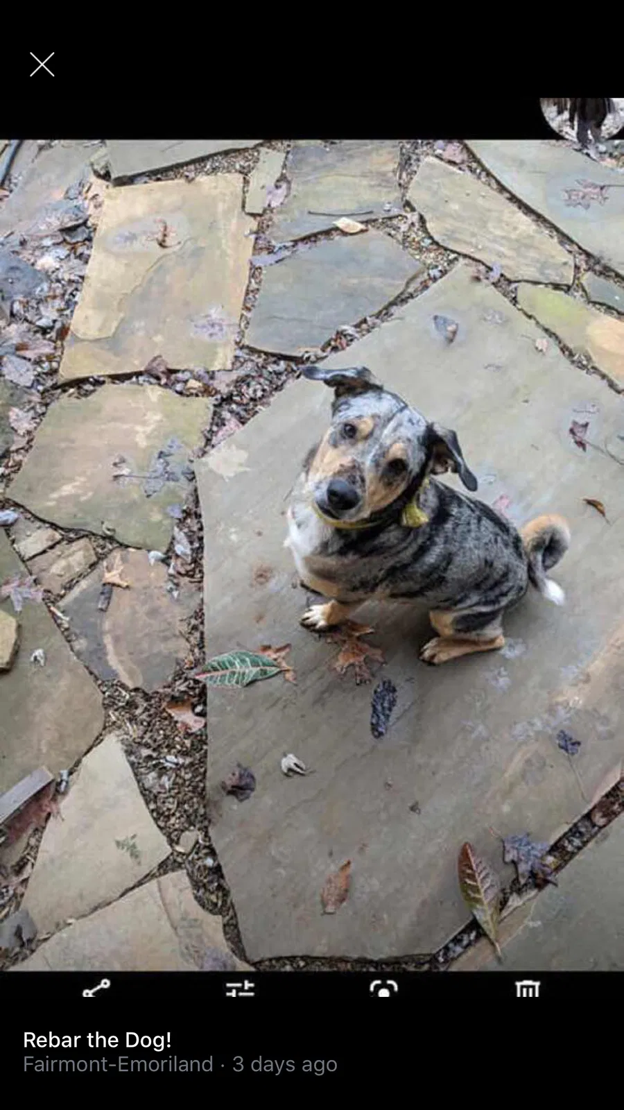 Lost dog in Knoxville, TN, 37917