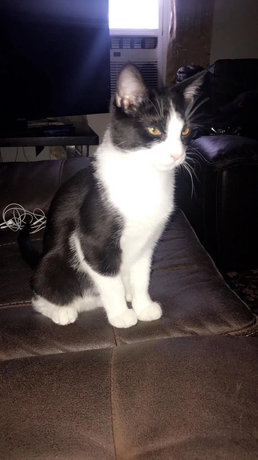 Lost cat in Brooklyn, NY, 11211