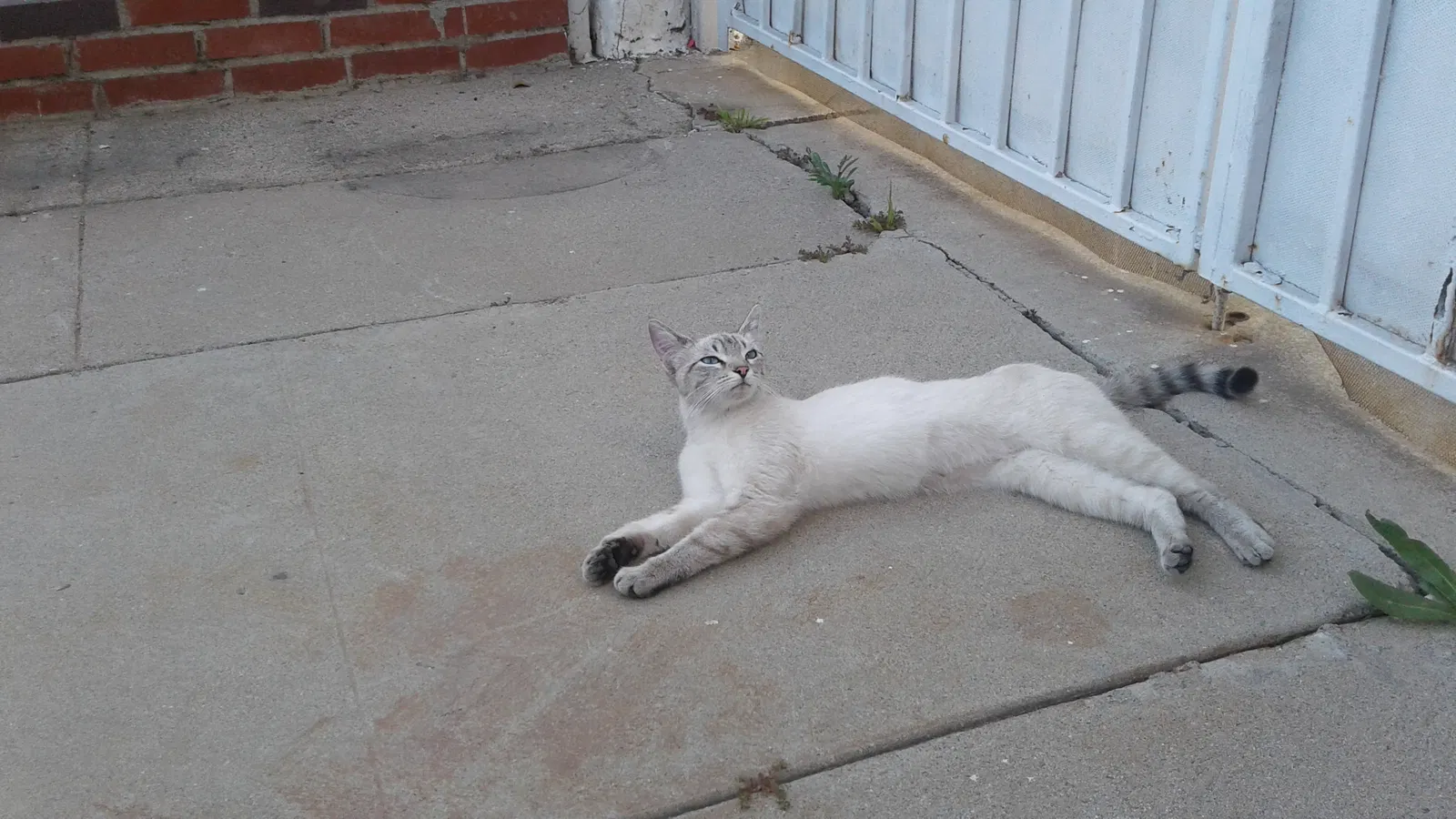 Lost cat in Los Angeles, CA, 90044