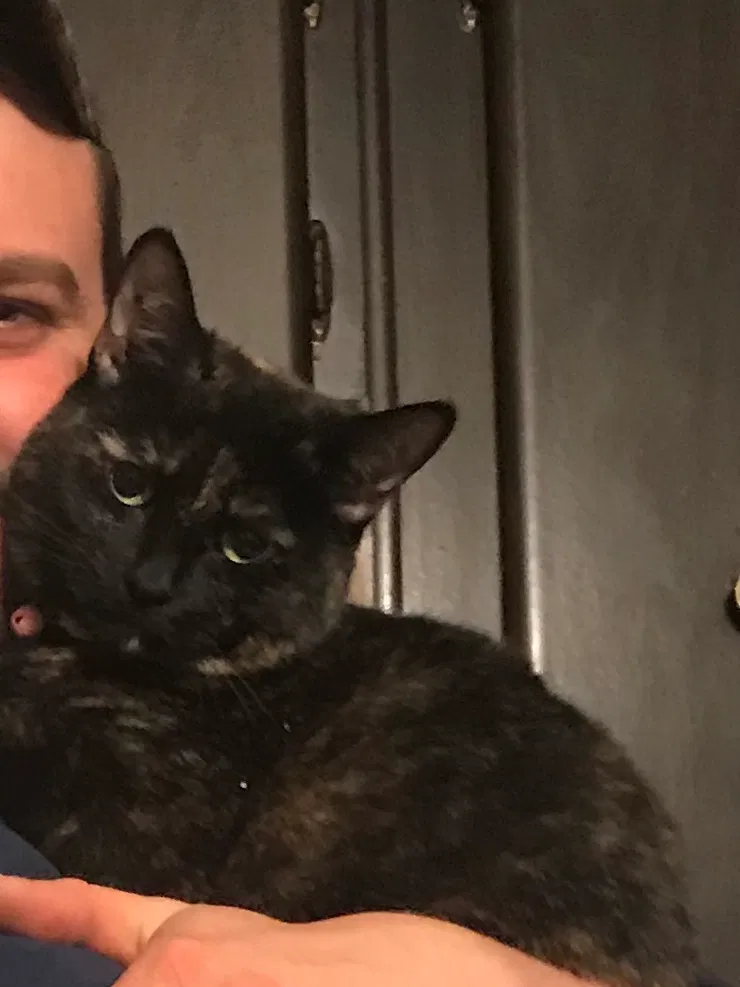 Lost cat in Berlin Center, OH, 44401